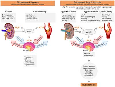 Cooperative Oxygen Sensing by the Kidney and Carotid Body in Blood Pressure Control